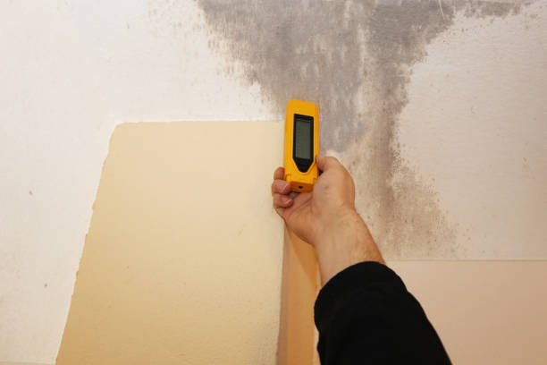 Best Emergency Mold Remediation  in Rogersville, AL