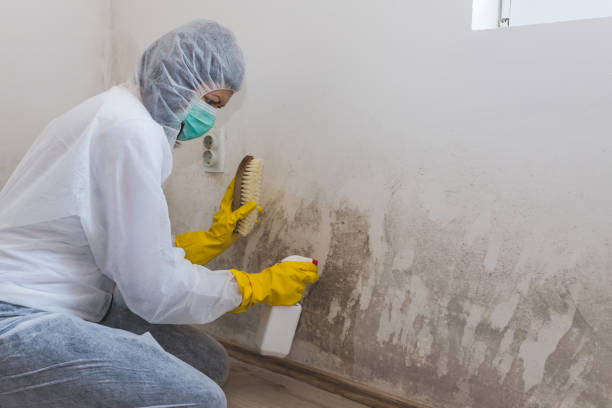 Best Black Mold Removal  in Rogersville, AL