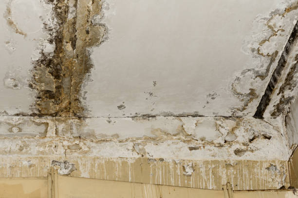 Best Environmental Consulting for Mold Prevention  in Rogersville, AL