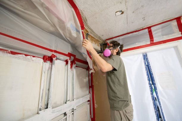 Trusted Rogersville, AL Mold Removal Experts