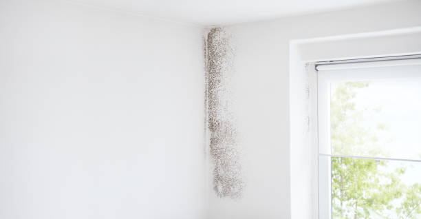 Best Mold Remediation for Healthcare Facilities  in Rogersville, AL