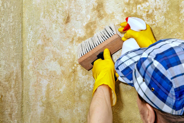 Best Asbestos and Lead Testing During Mold Inspection  in Rogersville, AL