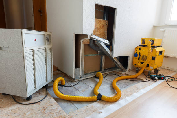Best Water Damage & Mold Remediation  in Rogersville, AL