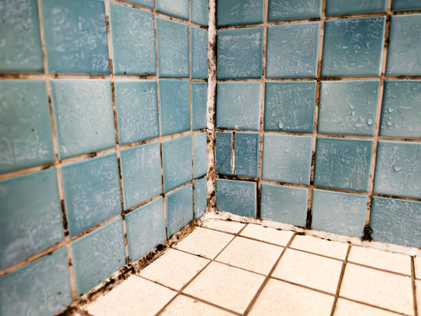  Rogersville, AL Mold Removal Pros
