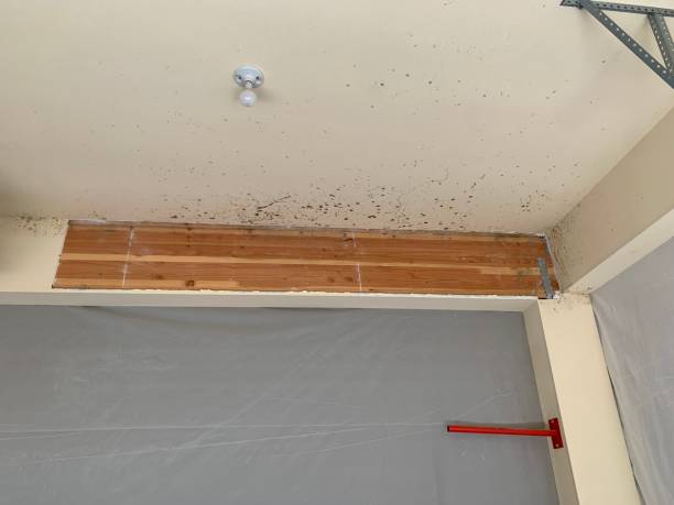 Best Mold-Related Health Consultation  in Rogersville, AL