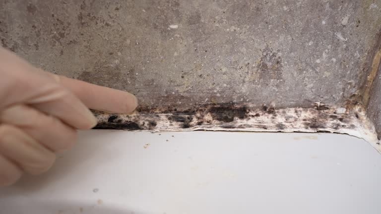 Best Air Quality Testing for Mold Spores  in Rogersville, AL