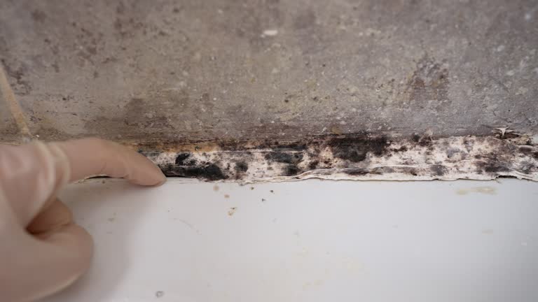 Best Airborne Mold Testing  in Rogersville, AL