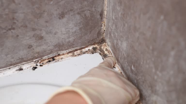 Best Residential Mold Inspection & Testing  in Rogersville, AL